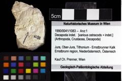 Foto (Objket + Etiketten) von Decapoda indet. 